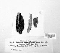 Chlorociboria aeruginosa image